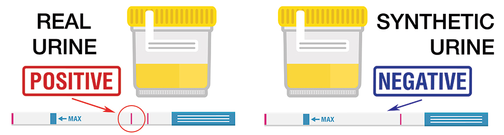 differences between real urine and synthetic urine with positive and negative drug tests